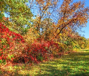 Liście, Trawa, Jesień, Drzewa