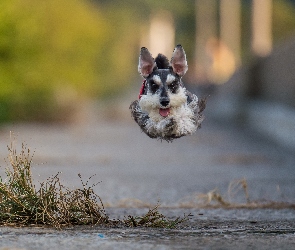 Biegnący, Sznaucer miniaturowy