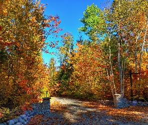 Droga, Drzewa, Jesień, Las