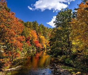 Jesień, Rzeka, Drzewa, Las