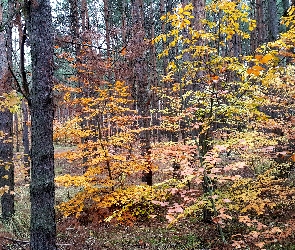 Jesień, Las, Drzewa
