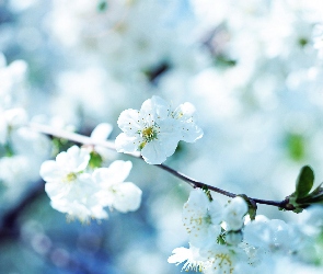 Drzewo, Kwiatki, Białe, Owocowe