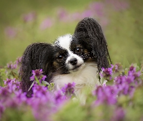Kwiaty, Papillon