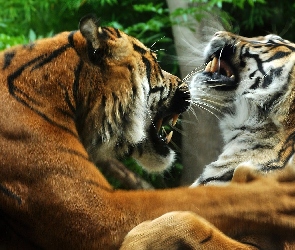 Tygrysów, Walka