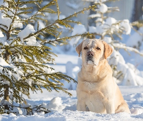 Retriever, Iglaki, Zima, Śnieg, Labrador