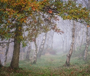 Mgła, Jesień, Las, Drzewa