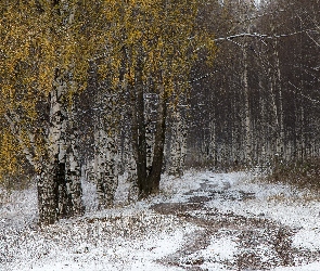 Dróżka, Brzozy, Las, Drzewa