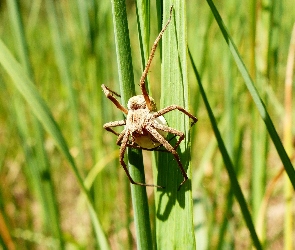 Darownik przedziwny, Jajowy, Kokon, Samica, Pająk