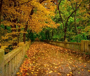 Las, Drzewa, Liście, Jesień, Most