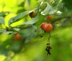 Krzew, Owoce, Małe, Czerwone