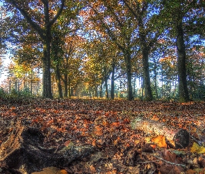 Liście, Drzewa, Park, Jesień