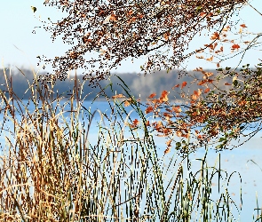 Gałęzie, Trawy, Drzewo