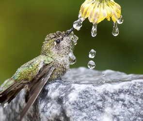 Koliber, Krople, Woda, Kwiat