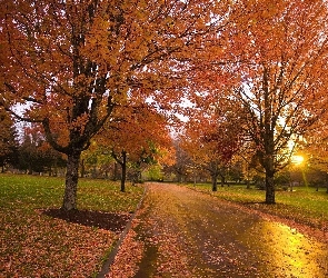 Jesień, Liście, Alejka, Słońce, Park
