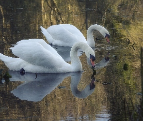 Łabędzie, Odbicie, Dwa