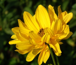 Nachyłek, Kwiat