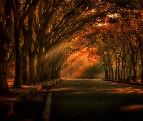 Droga, Światło, Przebijające, Drzewa, Jesień
