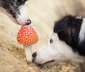 Border Collie, Muchomor