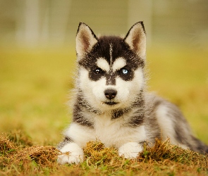 Szczeniak, Ściółka, Siberian husky