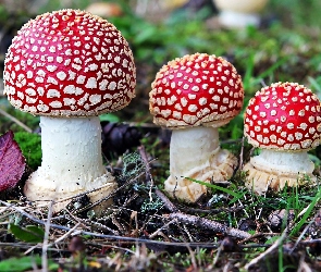 Muchomory, Igły, Trawa, Liście, Trzy