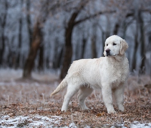 Golden retriever, Las, Młody