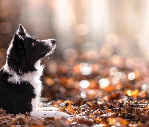 Border collie, Jesień, Liście