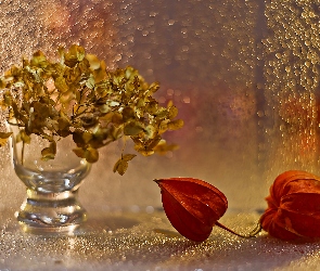 Bokeh, Światło, Kwiaty, Uschnięte, Wazon, Miechunka