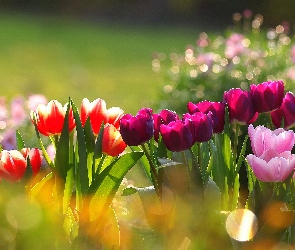 Kolorowe, Bokeh, Tulipany
