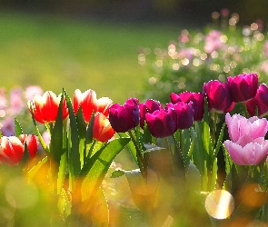 Tulipany, Bokeh, Kolorowe