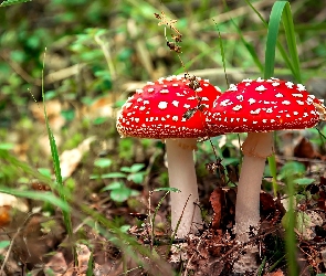 Muchomory, Listki, Igły, Trawa, Dwa