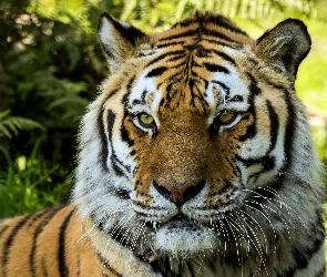 Tygrys, Głowa