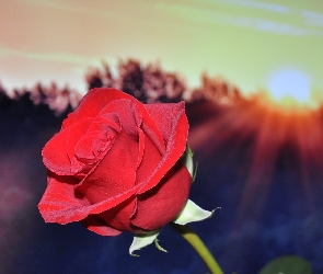 Róża, Zachód Słońca, Czerwona