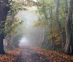 Mgła, Jesień, Droga, Drzewa