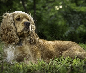 Cocker spaniel amerykański, Leżący