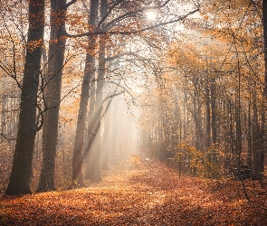 Przebijające światło, Drzewa, Jesień, Las