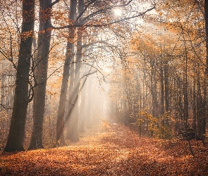 Przebijające światło, Drzewa, Jesień, Las