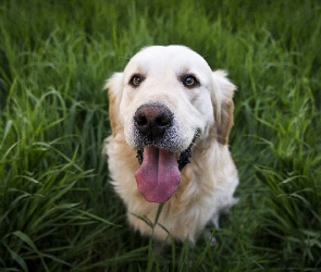 Pies, Trawa, Golden Retriever