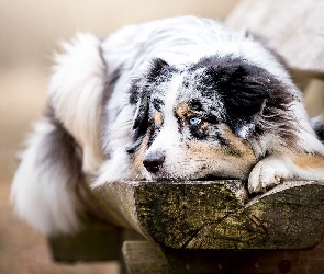 Owczarek Australijski, Ławka