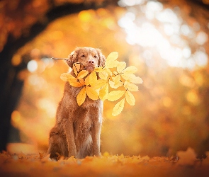 Liść, Jesień, Retriever