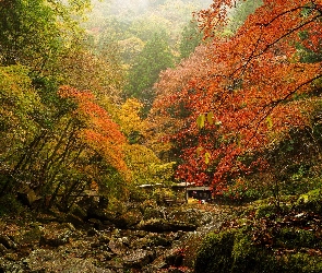 Jesienny, Las, Kolorowy