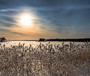 Zima, Wschód słońca, Rośliny, Śnieg, Uschnięte, Pola