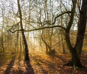 Jesień, Mgła, Las, Przebijające światło