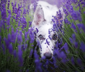 Border collie, Lawenda wąskolistna