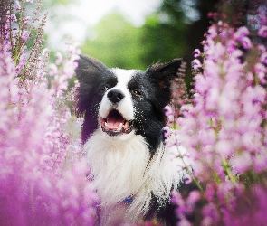 Border collie, Kwiaty