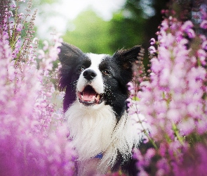 Kwiaty, Border collie