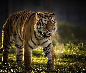 Tygrys, Światło, Trawa