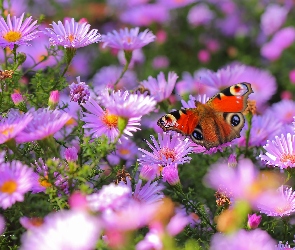 Rusałka Pawik, Motyl, Fioletowe, Astry