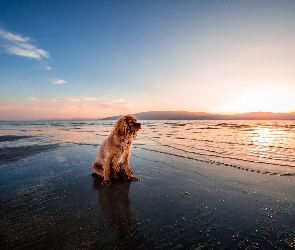 Morze, Wschód słońca, Cavalier King Charles spaniel