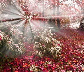Jesień, Promienie słońca, Las, Drzewa, Śnieg