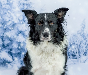 Drzewa, Zima, Border collie